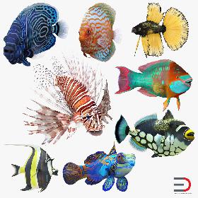 Coral Fishs Collection 2 Rigged